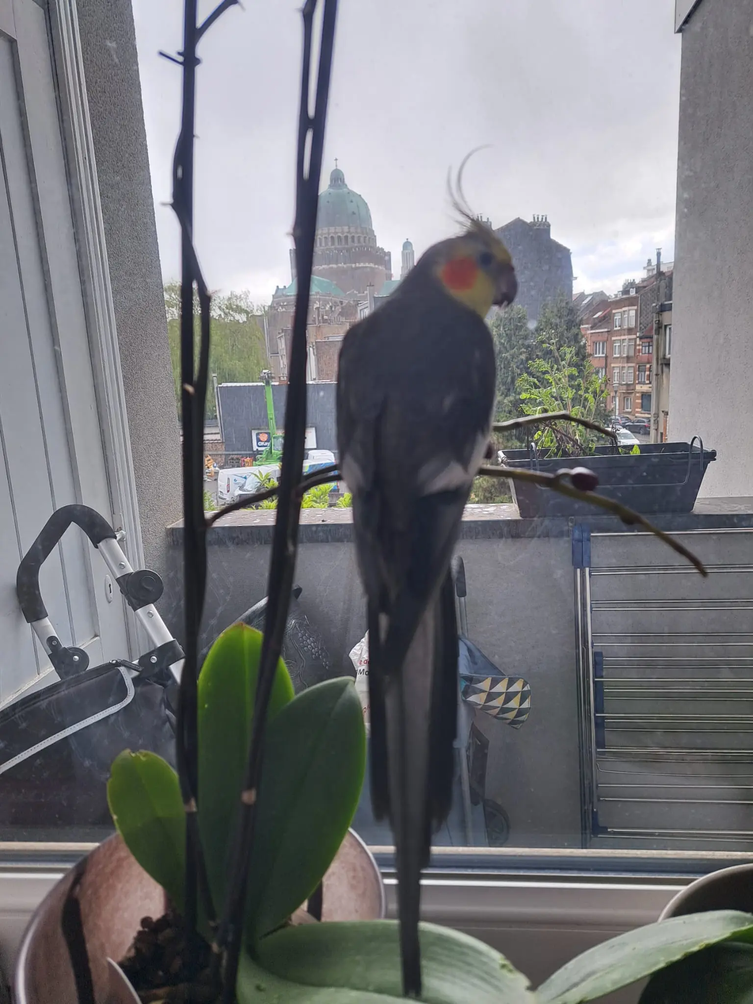 animal lost  Avenue du Roi Albert - Koning Albertlaan 1082 Berchem-Sainte-Agathe - Sint-Agatha-Berchem 